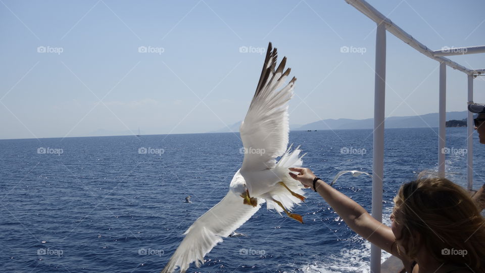 feeding seagull