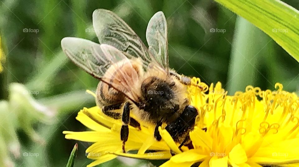 Honeybee on a Dandelion, honeybee. Dandelion, wings, bee, closeup, grass