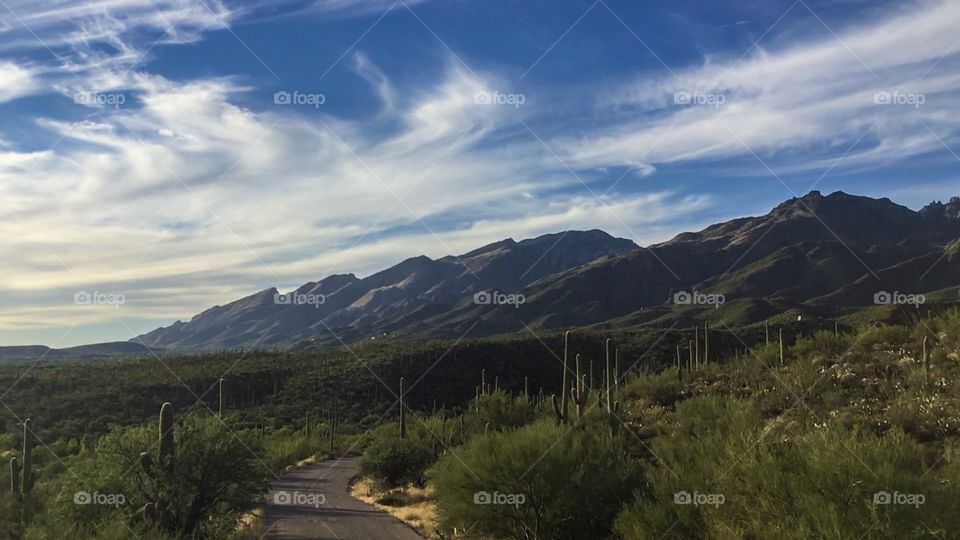 Desert Landscape 