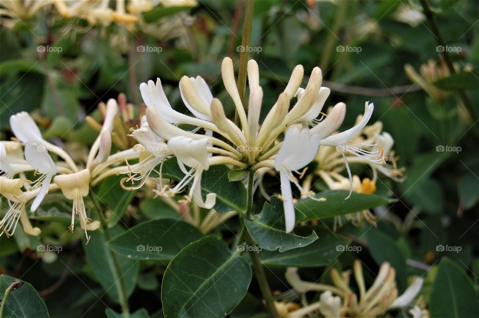 Honeysuckles - they smell divine 