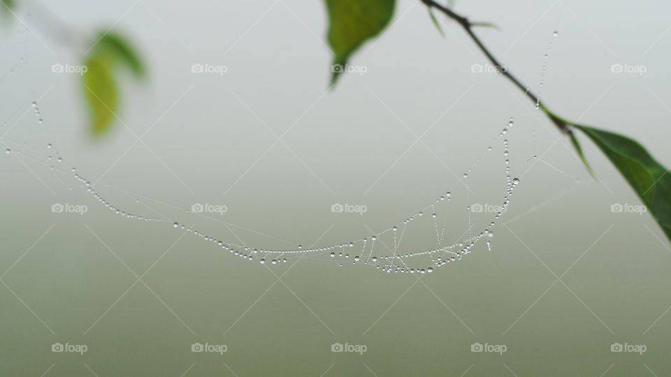 Dew on spider net