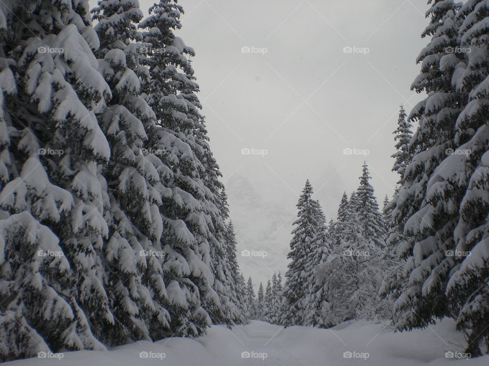 Snowy tree's