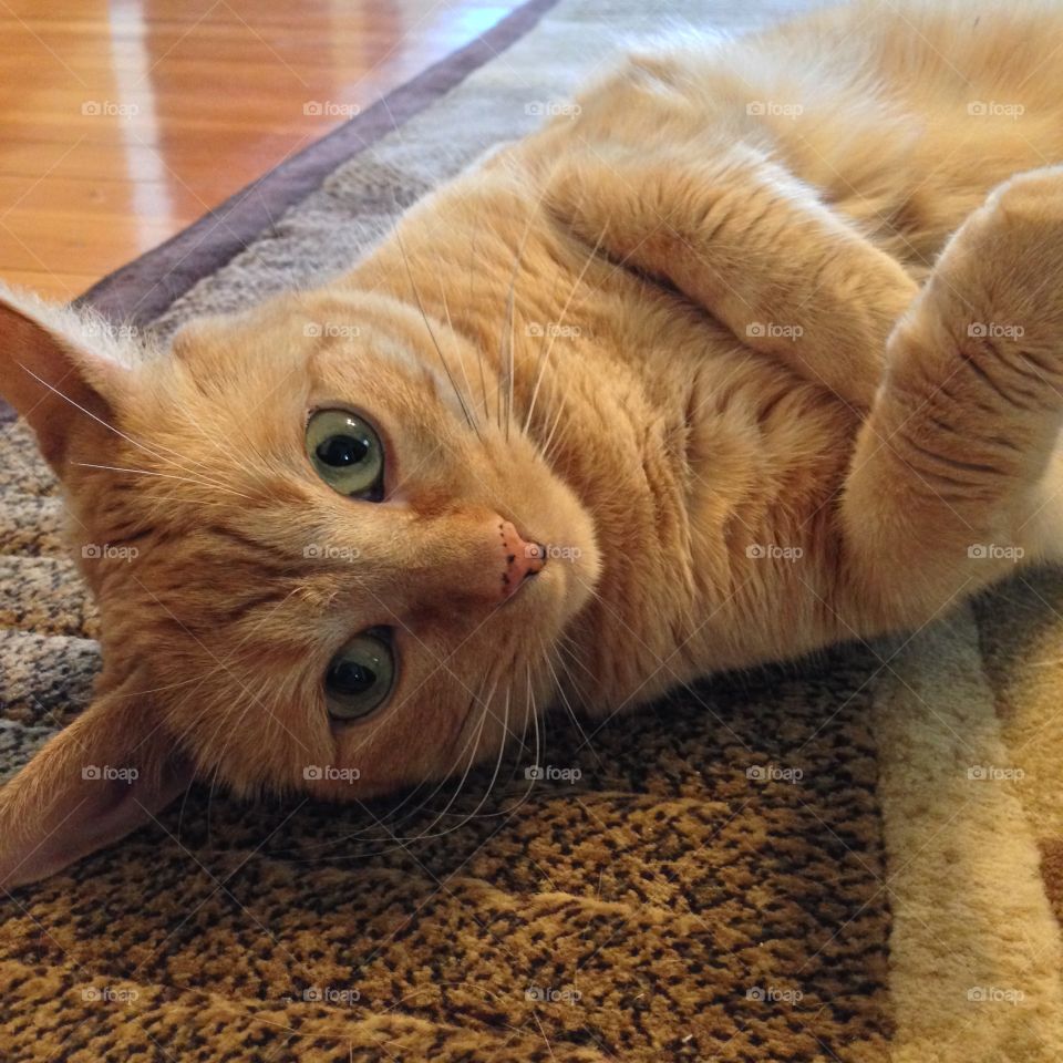 Playful Daisy. My orange tabby being cute and playful. She likes to roll around to entice petting. 