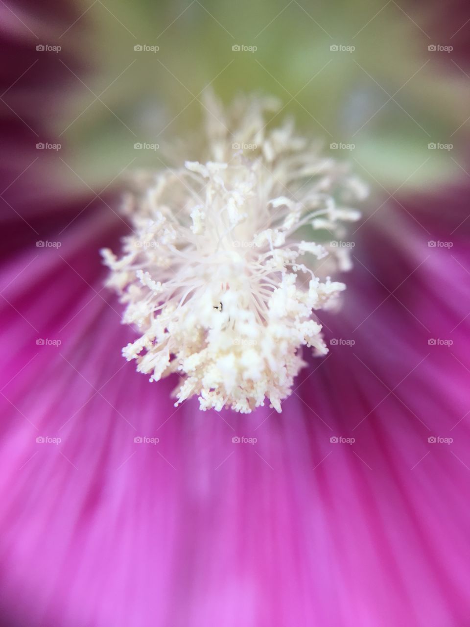 Closeup of stamen 