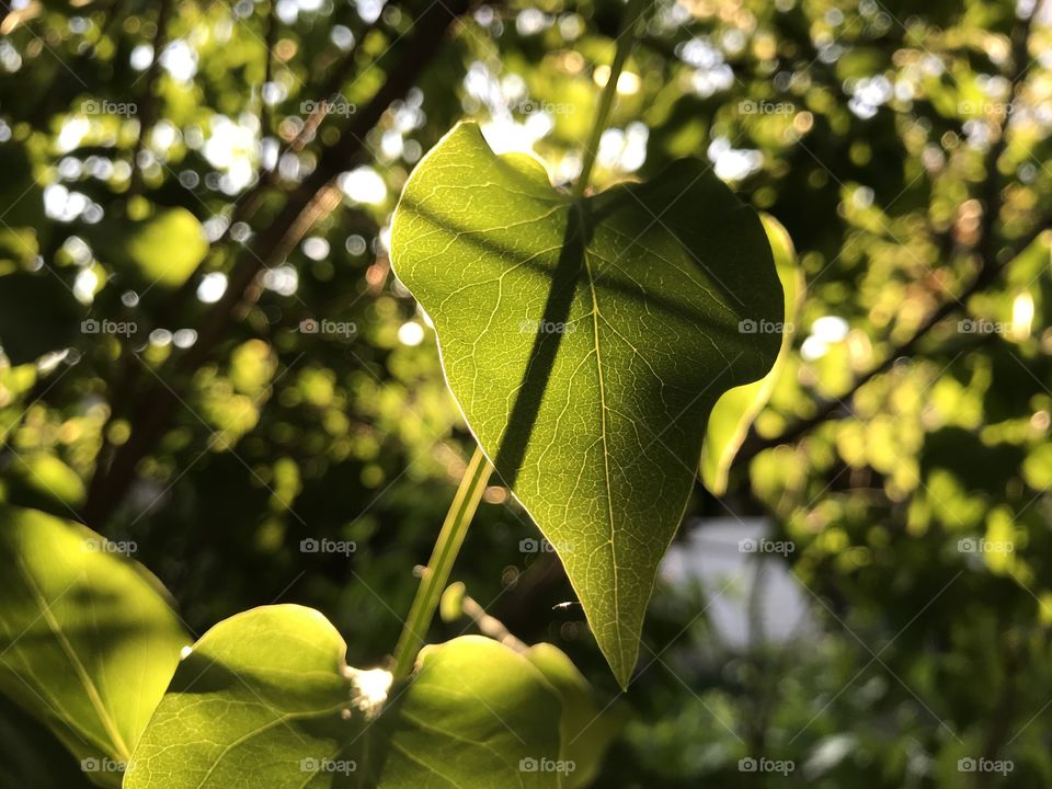 Green leaf in the sunlight of sun setting down.