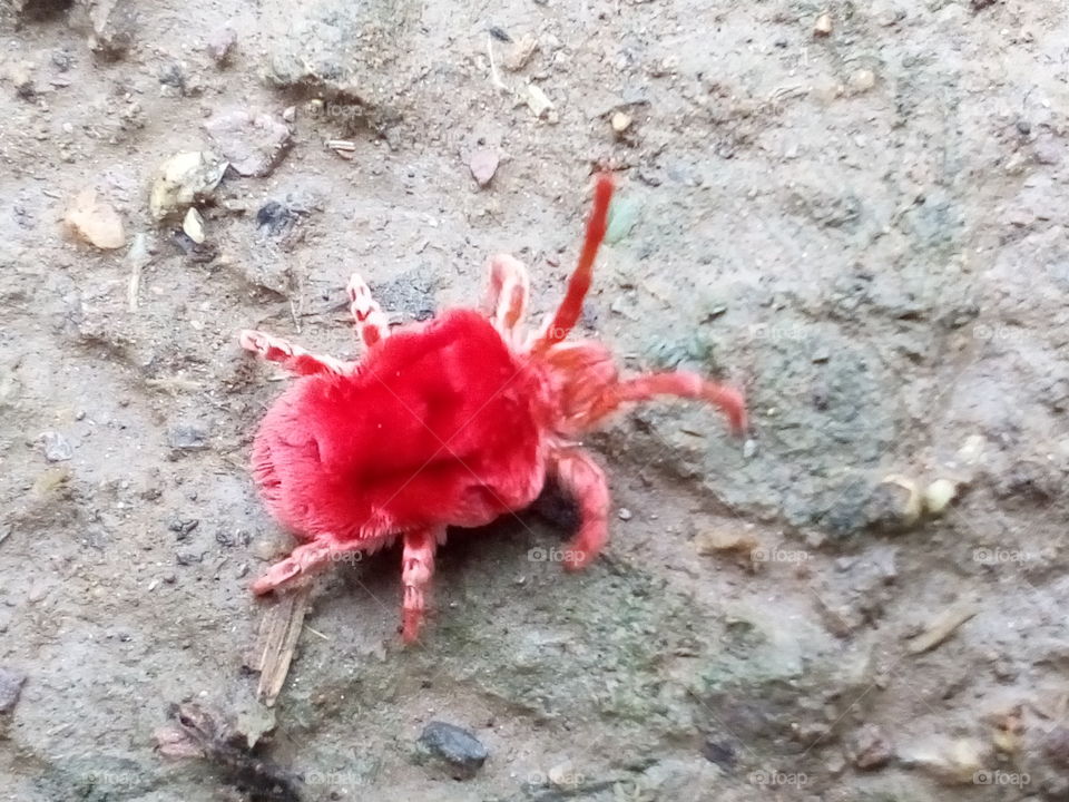 animal - This is the red small animal it's mostly coming in rainy season.