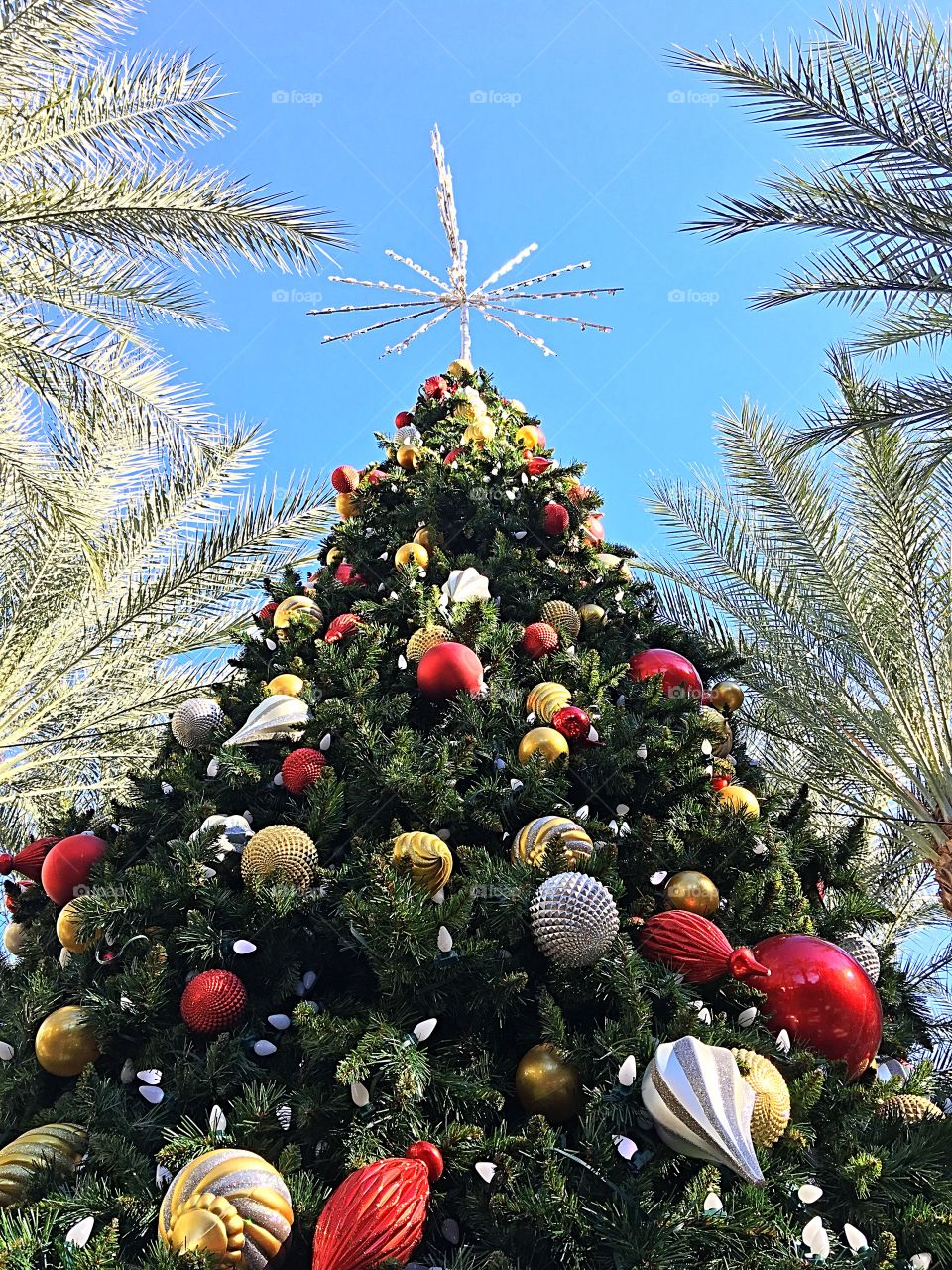 Desert Christmas tree.