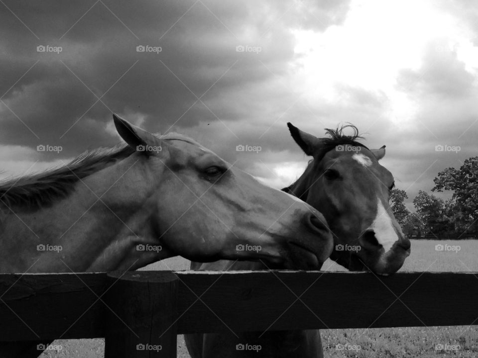 Horses in B&W