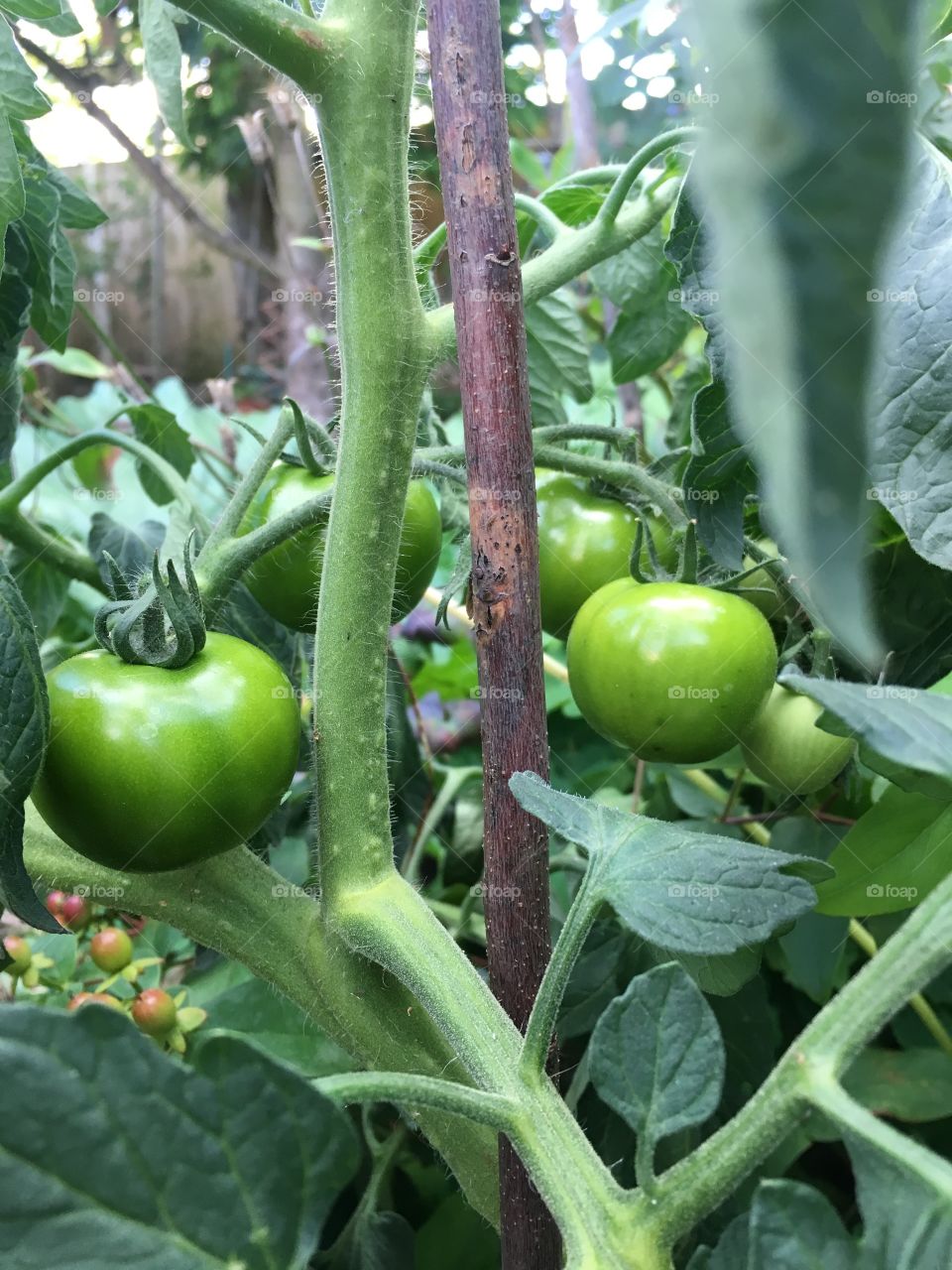 Unripe Green Tomatoes Growing In A Greenhouse On The Vine