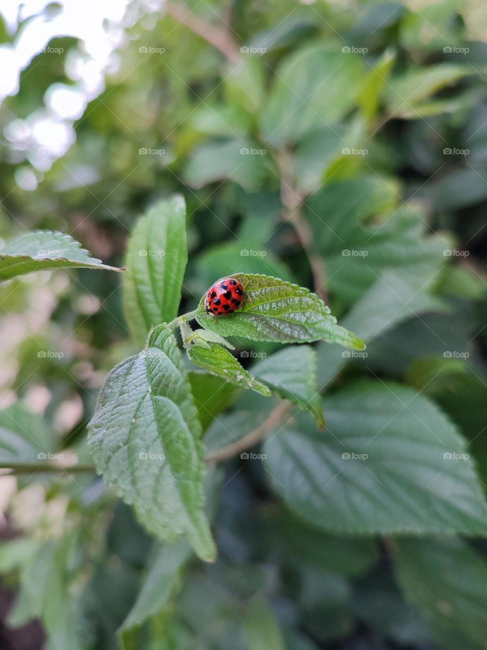 Ladybug on a leaf