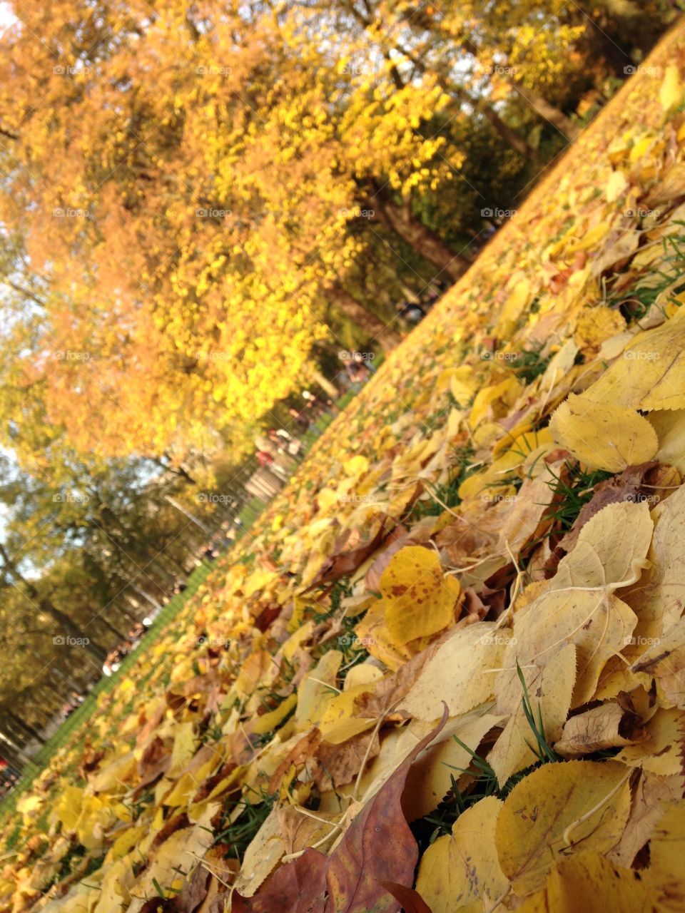 St James park autumn leaves