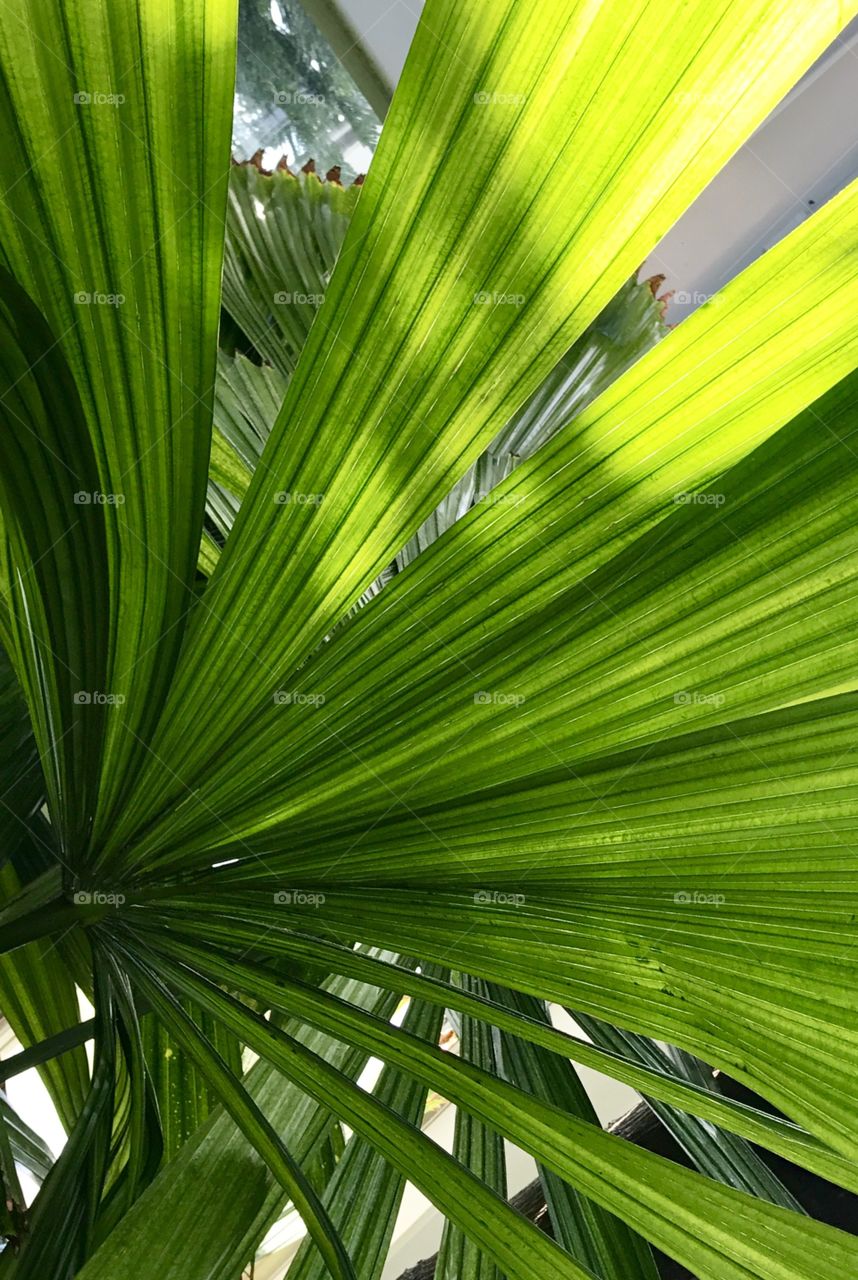 Tall Green Leaves