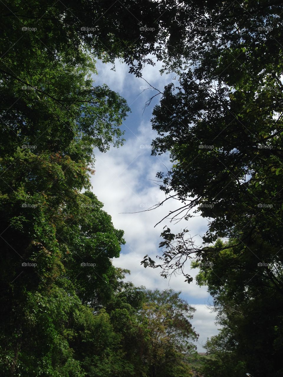 Low angle view of trees in forest