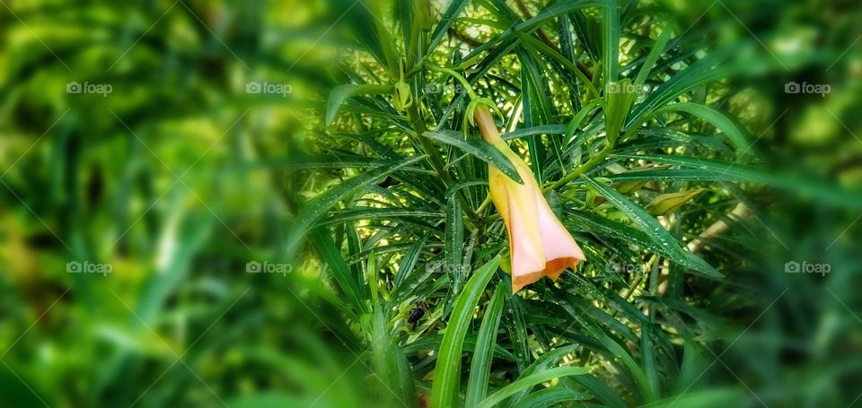 Yellow flower