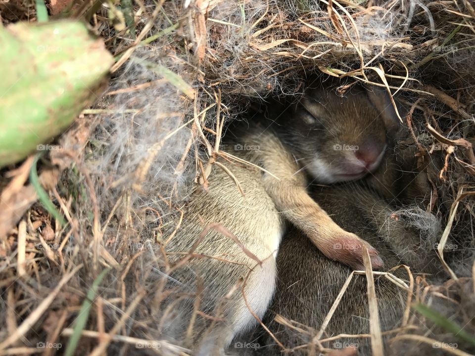 Baby bunnies 