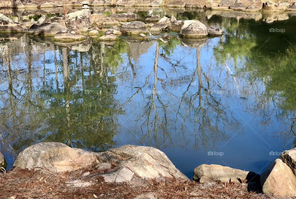 Trees reflecting in water garden 