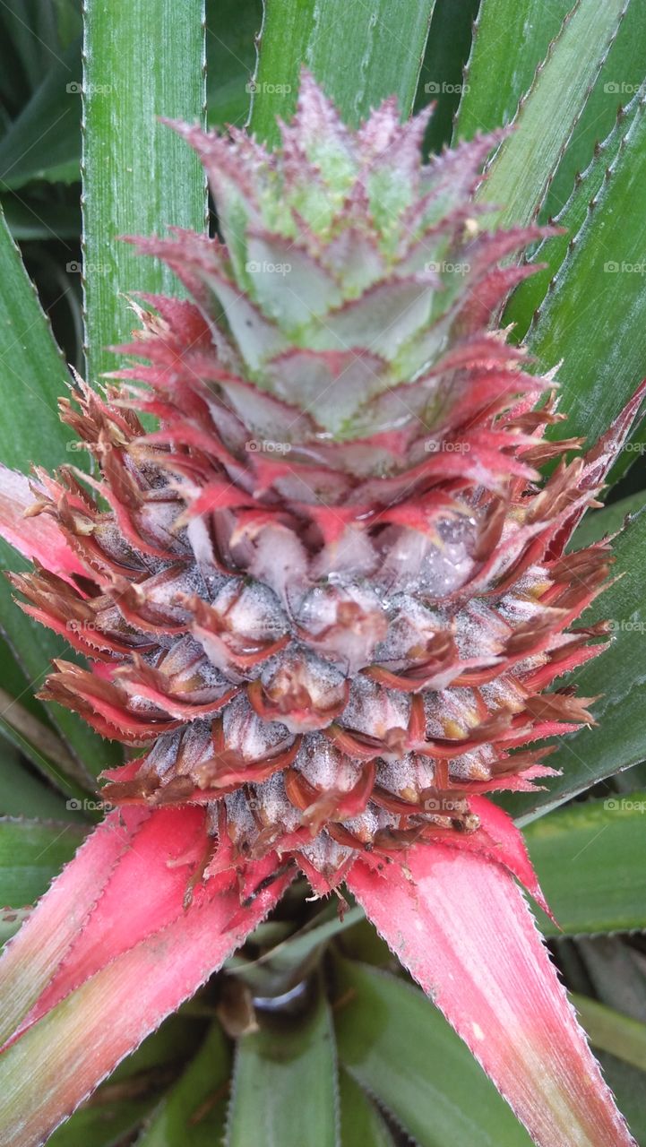 Young pineapple fruit