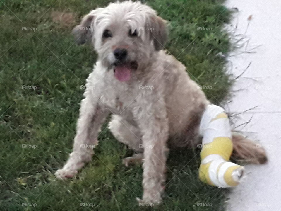 my dog Mila with her broken paw