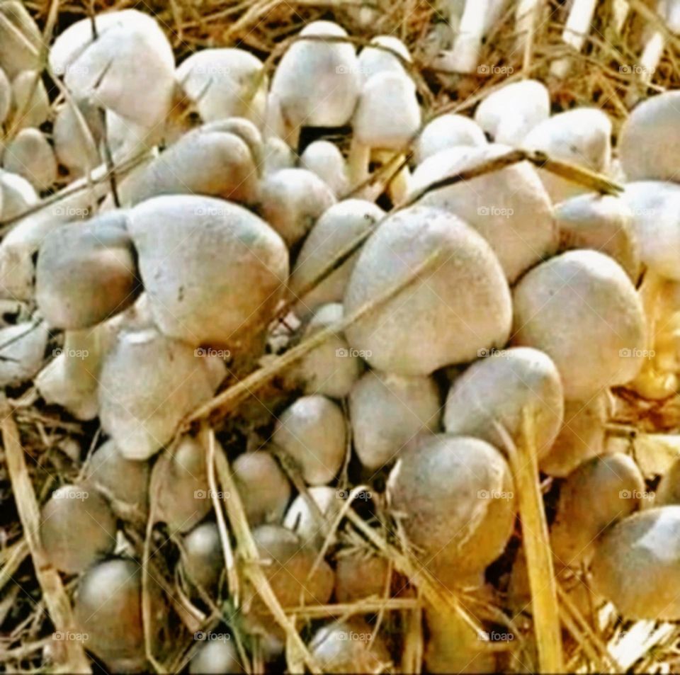 A beautiful and attractive view in the farm.