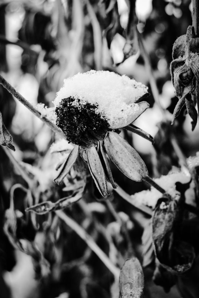Dead of winter
