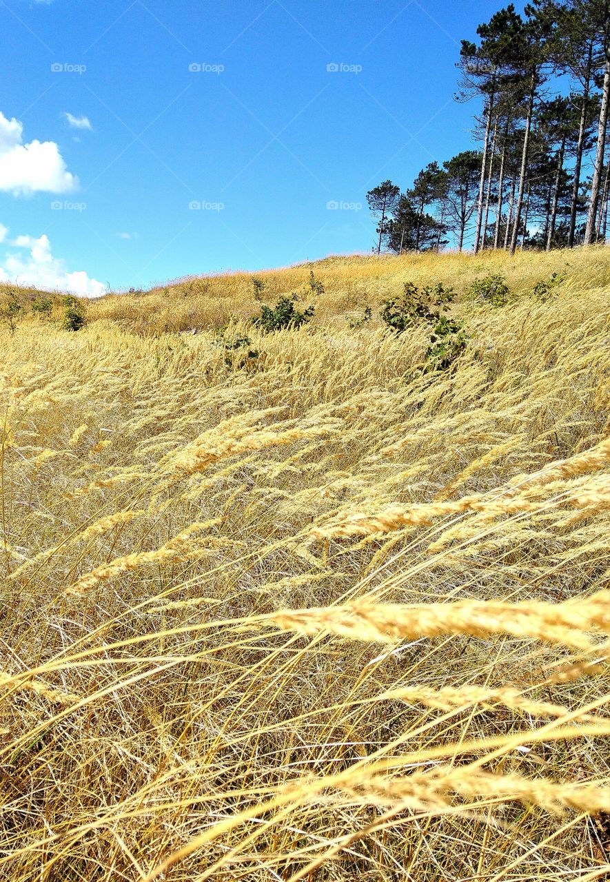 yellow Grass