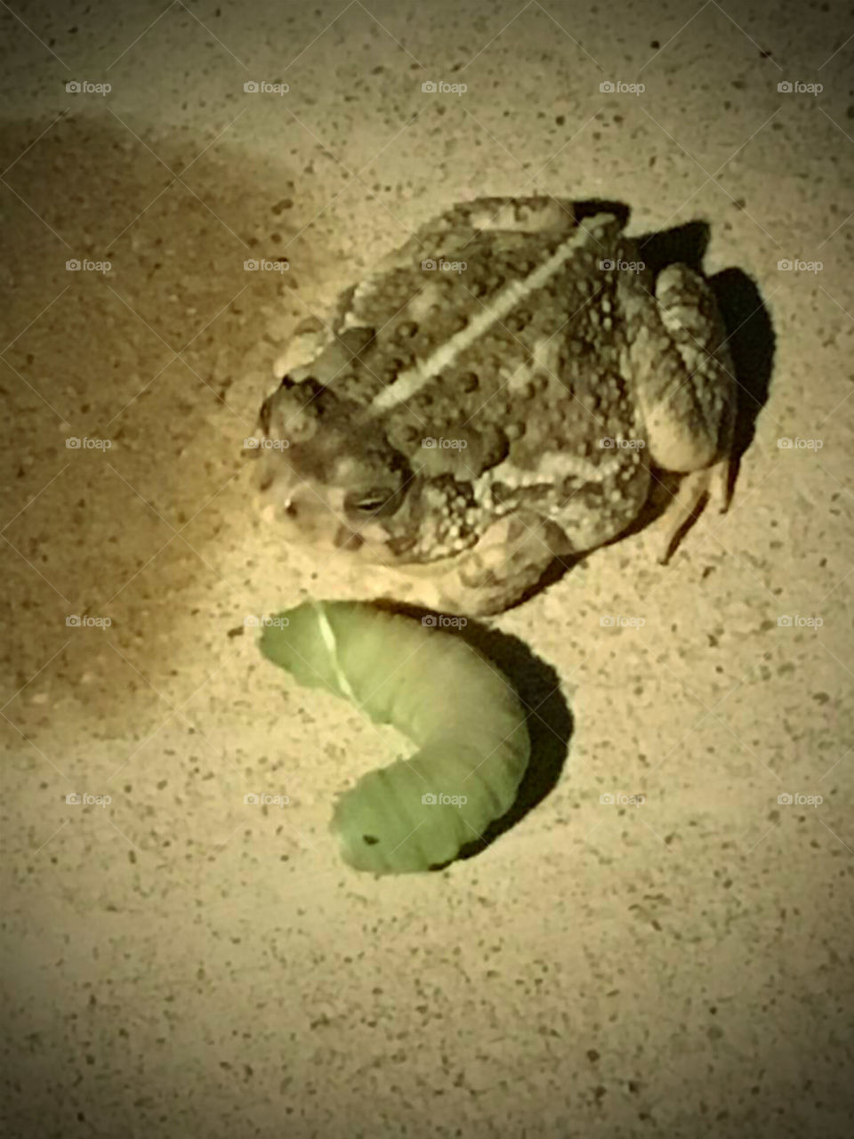 Caterpillar and Toad