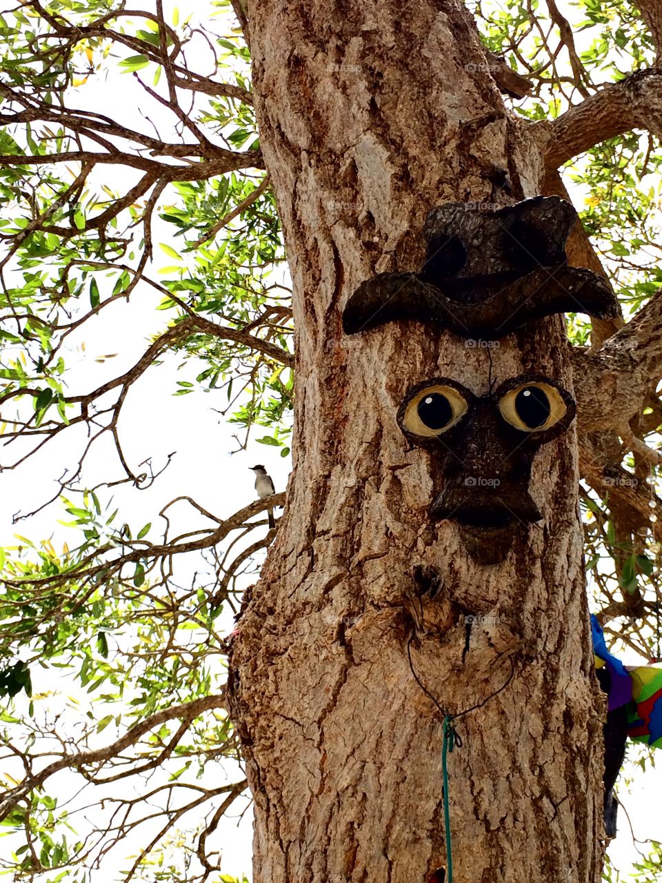 Face. A face decoration on a tree.