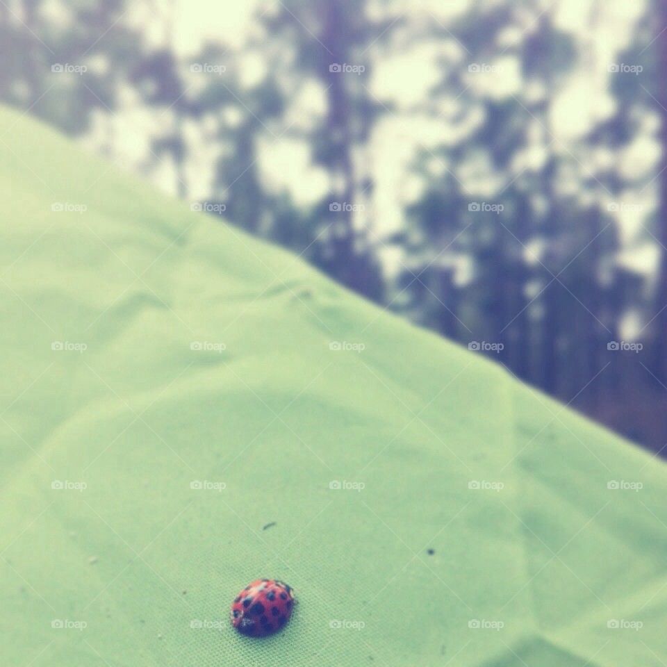 Lady Bug