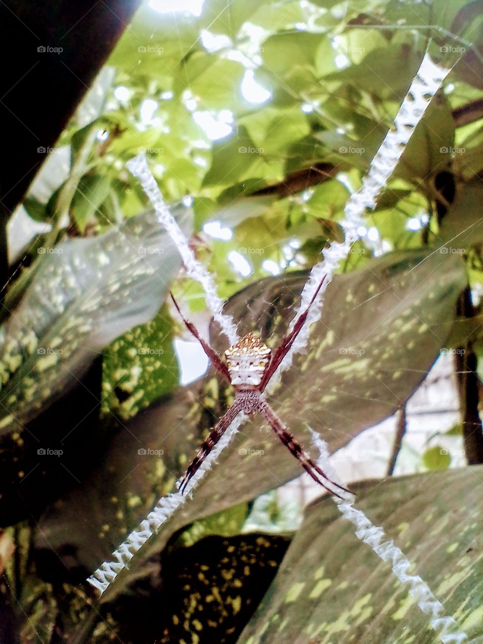 Big Spyder in action