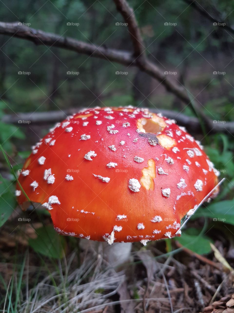 Toxic mushroomer in mountain, beautiful focus