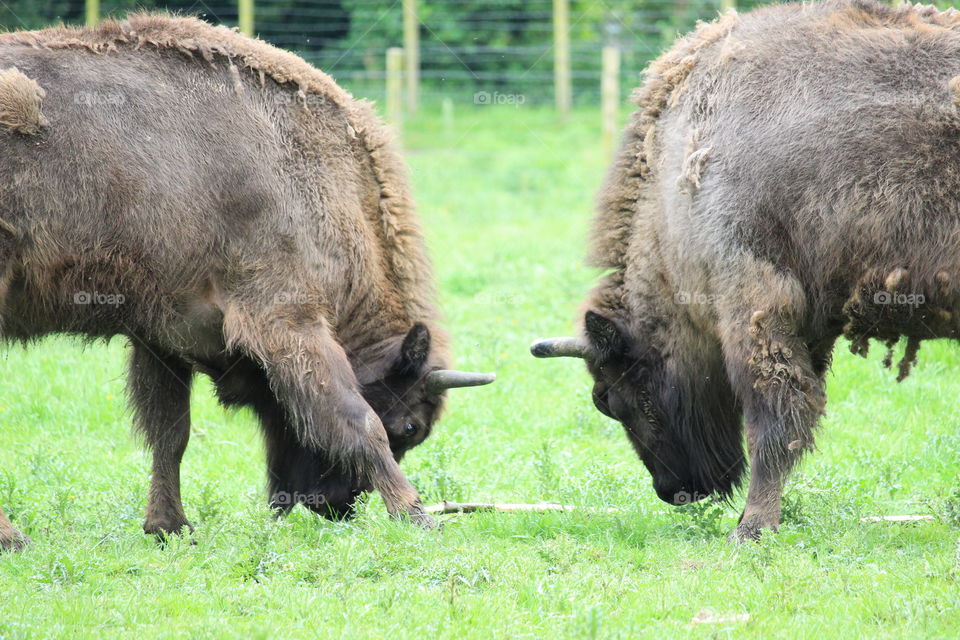 European Bison