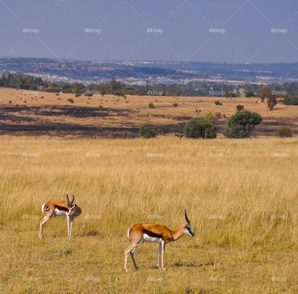 Spring Bok