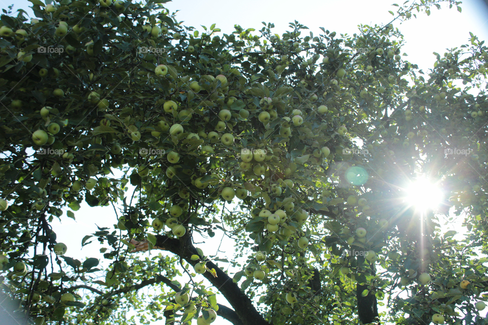sunny Apple tree