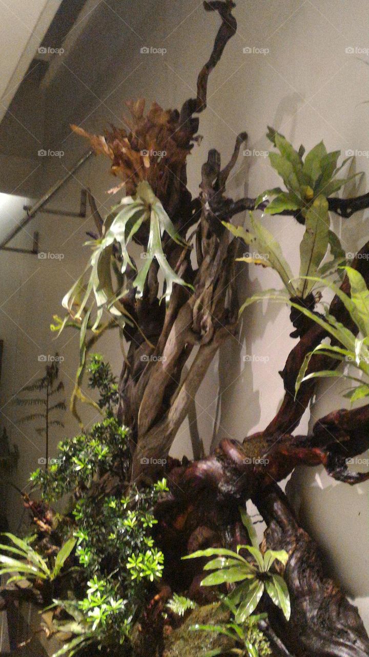 tree trunks, ornamental wood, garden, tree wood