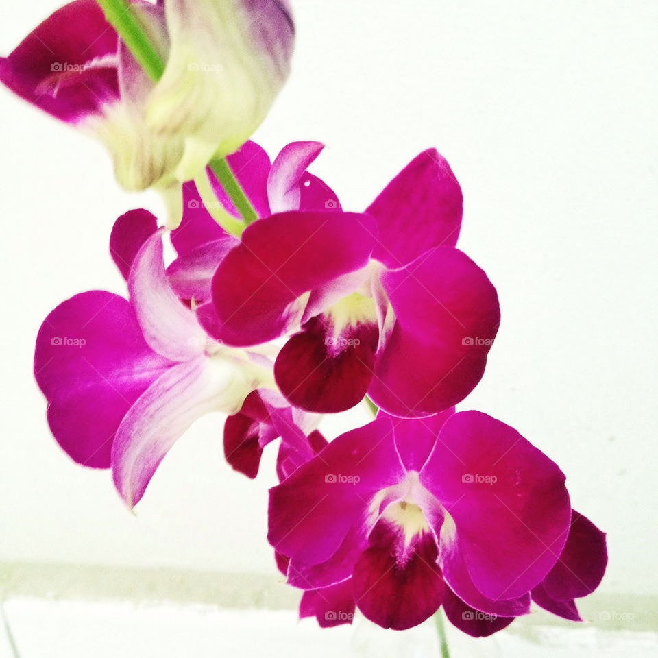 ORCHIDS