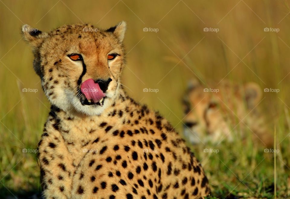 Serengeti Cheetahs