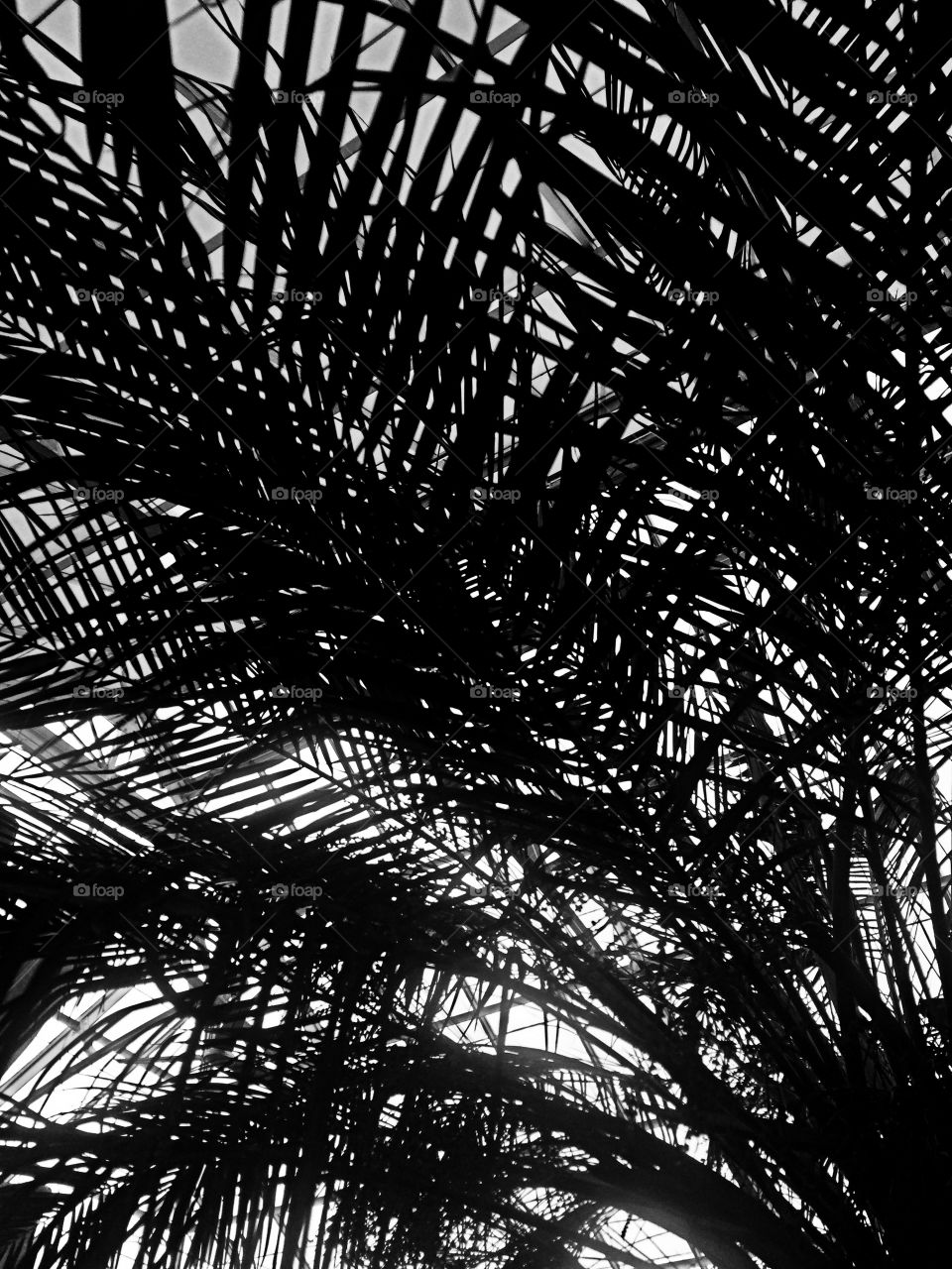 Overlapping Frond Silhouettes 