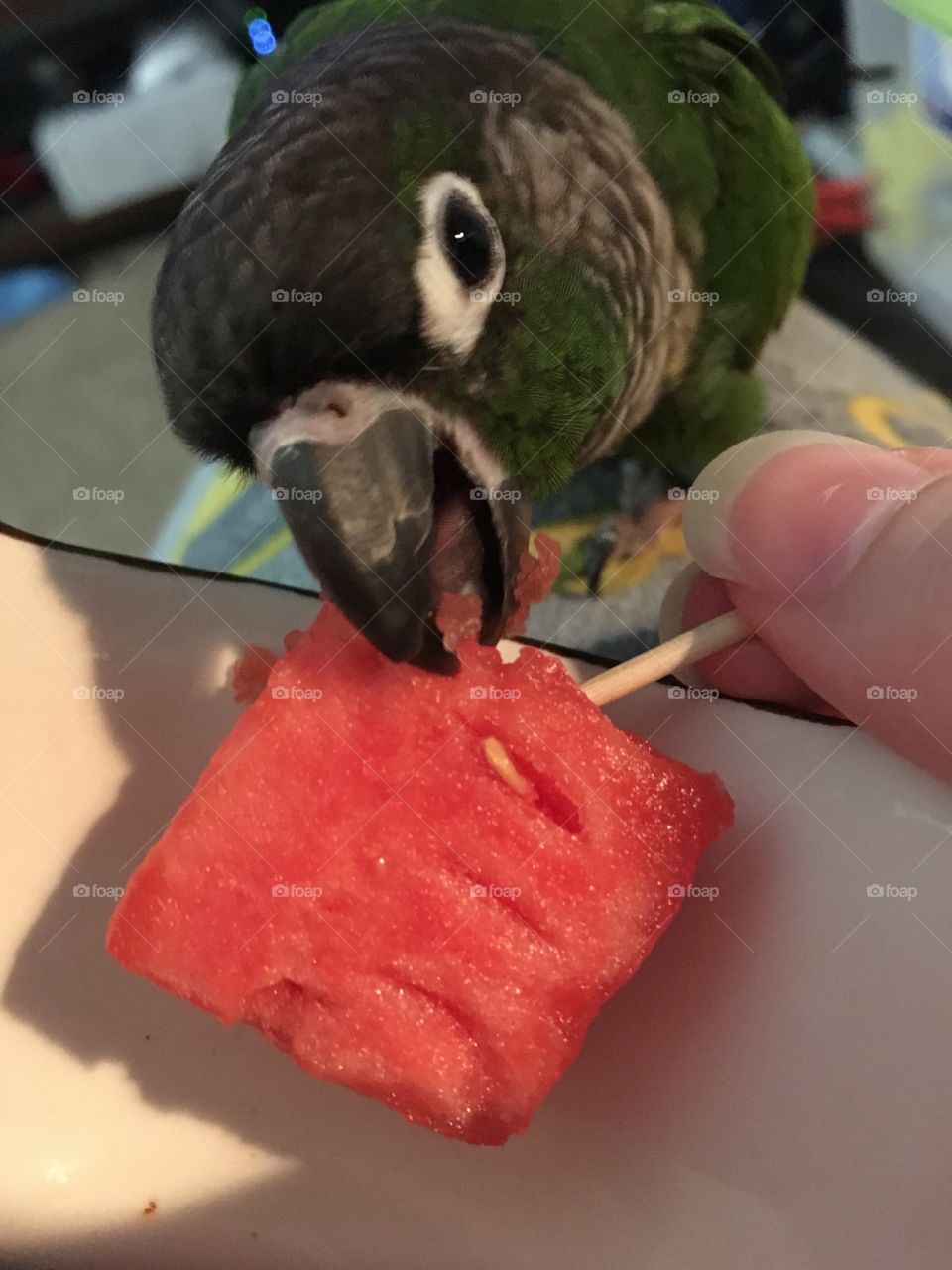 Watermelon time 