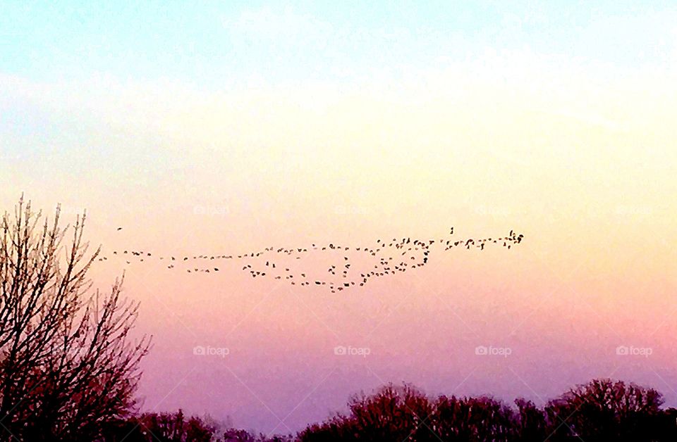 Birds flocking at dusk over trees before sunset in winter