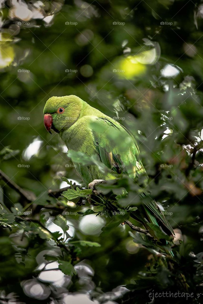 Parrot, Kensington Gardens