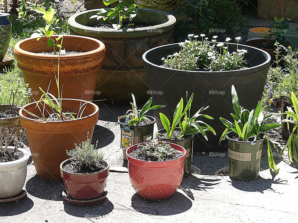 Arranging plants by size