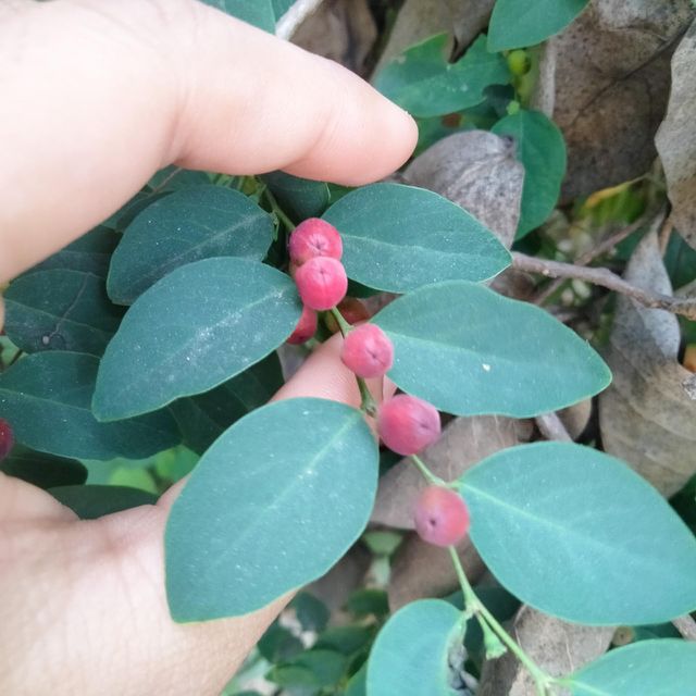 berries 🍒😋