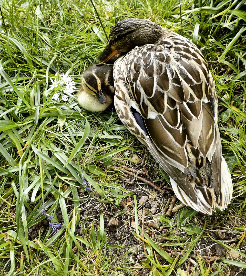 Duck with chick. Family