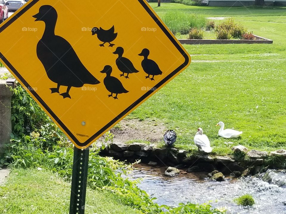duck crossing