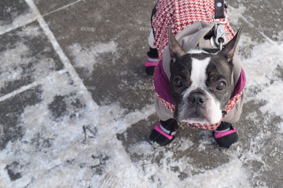 Walking the Princess