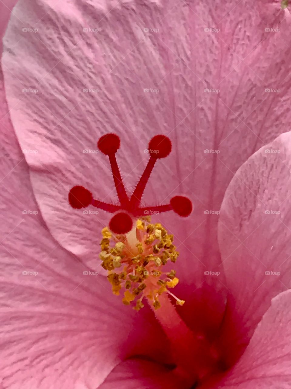 In the pink hibiscus