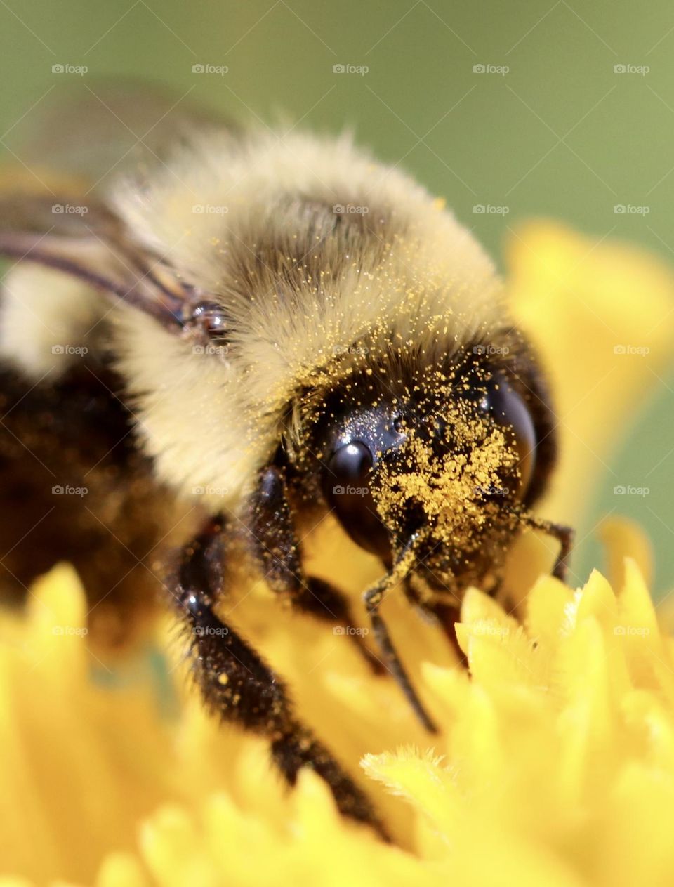 Bee with pollen on its head