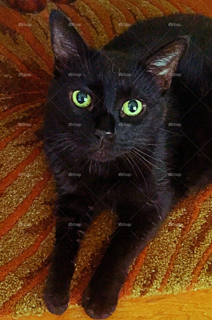 Black cat eyes 