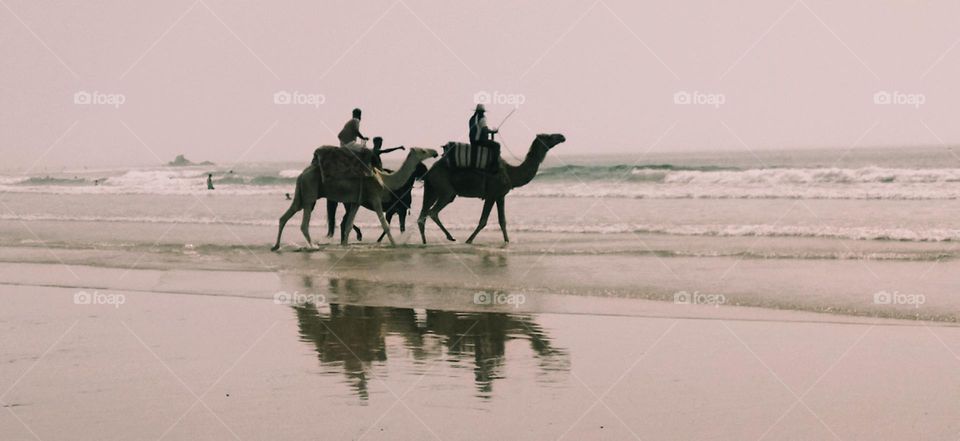 beautiful trip on camels and nice shadows of two animals near the beach in Morocco.