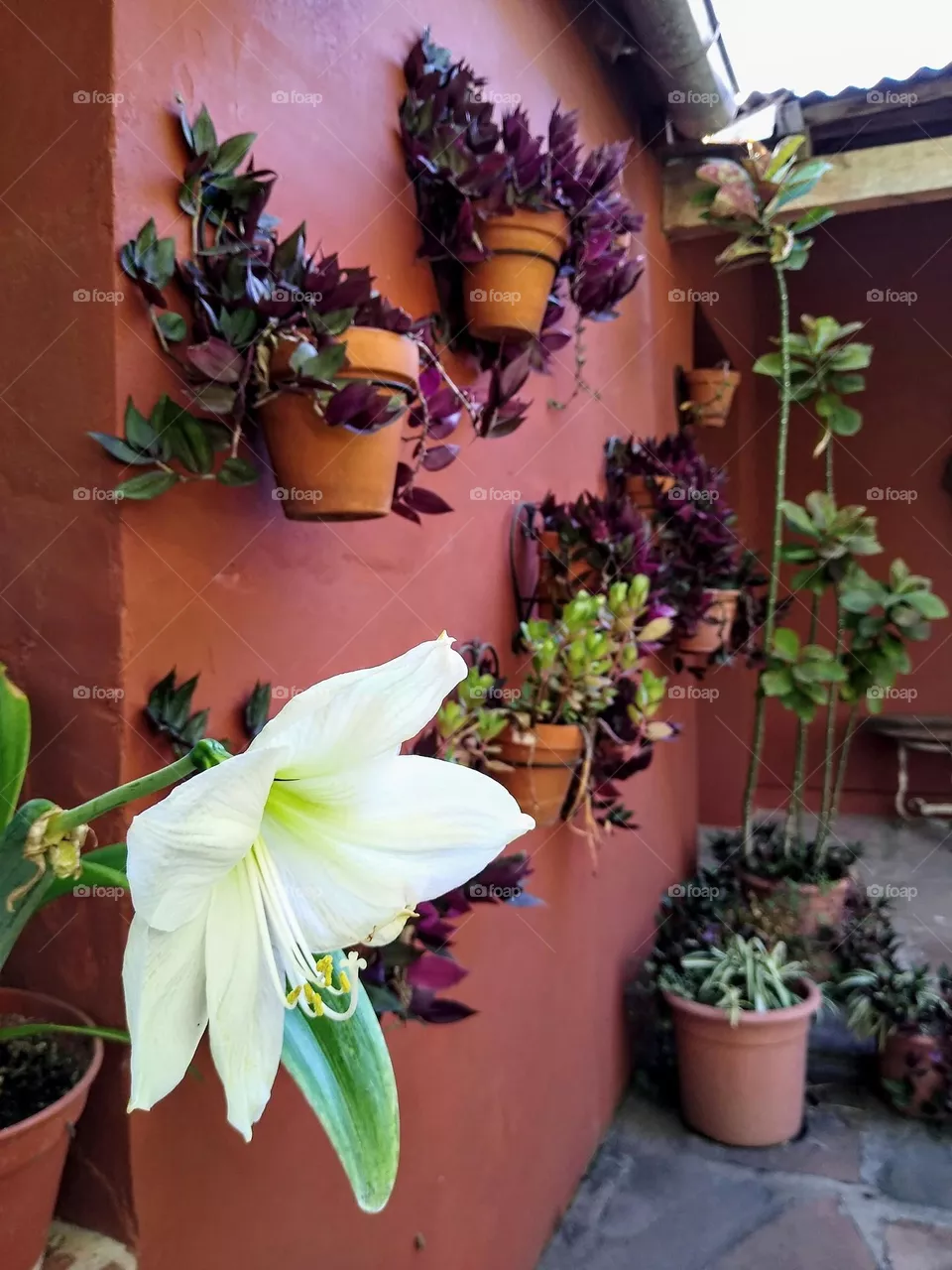 Flor blanca